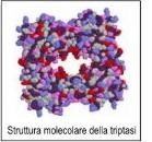 Mastociti sensibili ai traumi