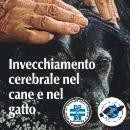 Invecchiamento cerebrale ad Alessandria