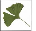 Ginkgo: migliora plasticità e memoria