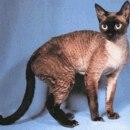 Dermatite eosinofilica/mastocitica nel Devon Rex