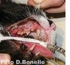 La dentistica fa il pieno a Recco