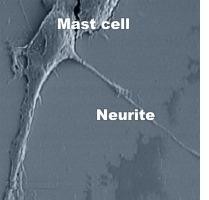 È sinapsi tra nervi e mastociti