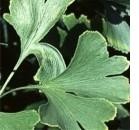 Ginkgo contro la beta-amiloide