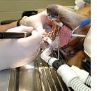 Mastociti e protesi odontoiatriche