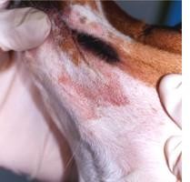 Palmidrol ritarda i segni clinici di atopia nel cane