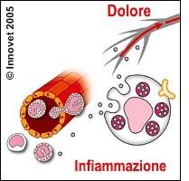 PEA: ultime evidenze in dolore e infiammazione