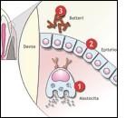 Odontostomatologia a Padova