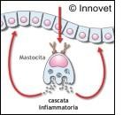 Mastociti cellule di frontiera