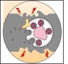 Mastociti e dolore neuropatico