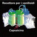 Un nuovo recettore sui cheratinociti del cane