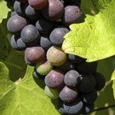 Resveratrolo: dall’uva una cura per l’Alzheimer