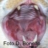 La cura della stomatite cronica felina