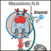 Palmidrol: nuovi dati di efficacia