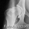 Artrosi del cane: attenti all’osteofita
