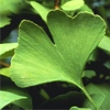 Ginkgo: nuove evidenze di neuroprotezione