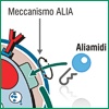 Aliamidi nel gatto allergico