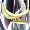 Condroprotettori e quercetina utili nell’artrosi