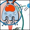 Topici di frontiera in Dermatologia Veterinaria