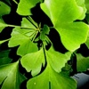 Ginkgo, efficace e sicuro