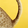 Identikit di un gatto con cistite