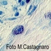 Mastociti nell’infiammazione del cavo orale