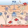 PEA nuovi dati nella dermatite atopica canina