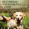 Artrosi del cane: un libro sulla gestione multimodale