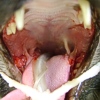 Stomatite felina: è il mastocita la cellula chiave