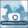 Una banca delle immagini veterinarie