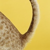 Glucosamina nella cistite felina: nuovi dati