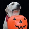 Halloween a misura di pet