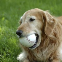 Cane anziano: cosa possiamo fare per garantirgli una vecchiaia serena - Prima parte