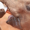 Un calendario per salvare gli elefanti orfani