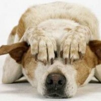 Capodanno senza il botto