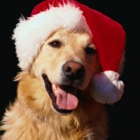 Un Natale a misura di cane e gatto