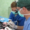 Dentista veterinario: un’opportunità da cogliere al volo