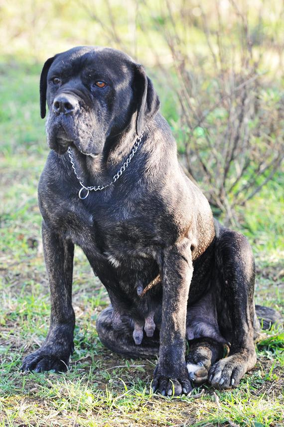 Luna Cane Corso in adozione