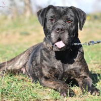 Innovet adotta a distanza Luna, una femmina di Cane Corso