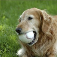 Cane anziano: cosa possiamo fare per garantirgli una vecchiaia serena – Terza parte