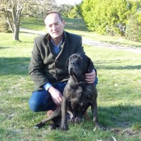 Come sta Luna, la femmina di cane corso adottata da Innovet?