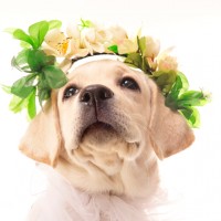 Pasqua: istruzioni per l’uso