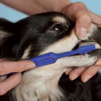 Ti sei lavato i denti? Un incontro di formazione rivolto ai proprietari di cani e gatti