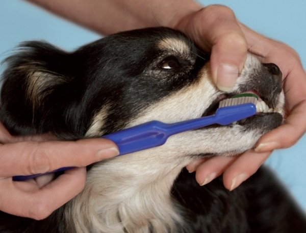 Ti sei lavato i denti? Un incontro di formazione rivolto ai proprietari di cani e gatti