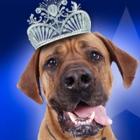 Fai diventare il tuo cane una “Dog Star”
