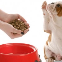 Le scelte condizionate del cane