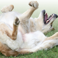 Aliamidi un rimedio naturale contro il prurito di cani e gatti
