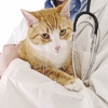 Valutazione della dermatite allergica nel gatto