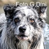 Asso: una vera Dog Star