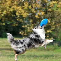 Cani atleti: istruzioni per l'uso