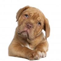 L’artrosi del cane: una malattia dolorosa che limita il movimento